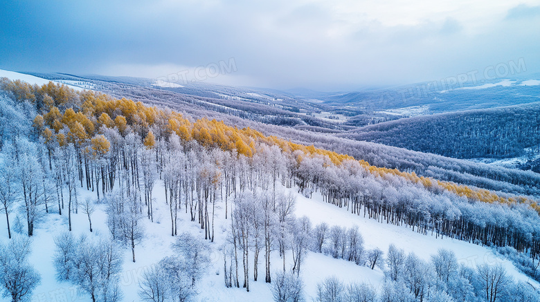 冬季雪景雪中白桦林图片