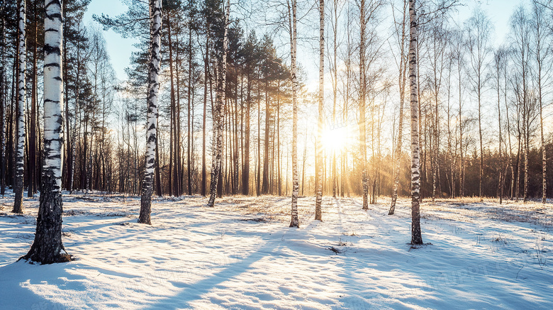 冬季雪景雪中白桦林图片