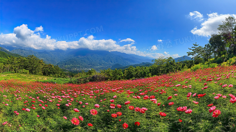 蓝天白云花丛风景图片