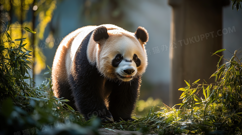 桌面壁纸动物摄影大熊猫图片