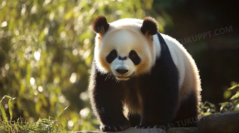 桌面壁纸动物摄影大熊猫图片