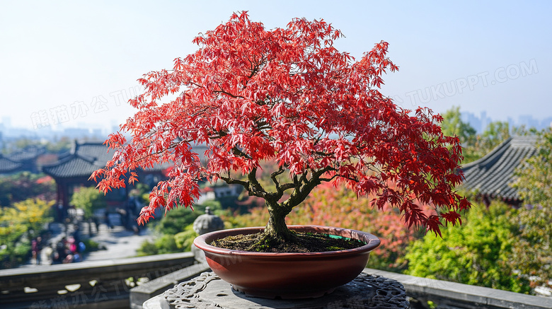 微型景观红枫盆景艺术图片