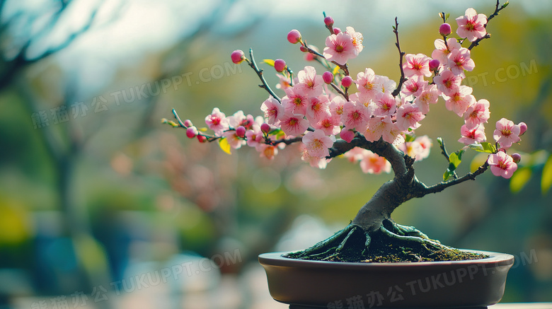 微型景观梅花盆景艺术图片