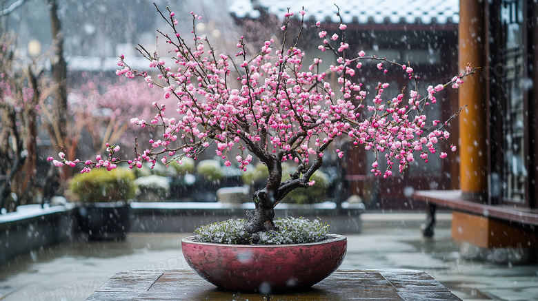 微型景观梅花盆景艺术图片