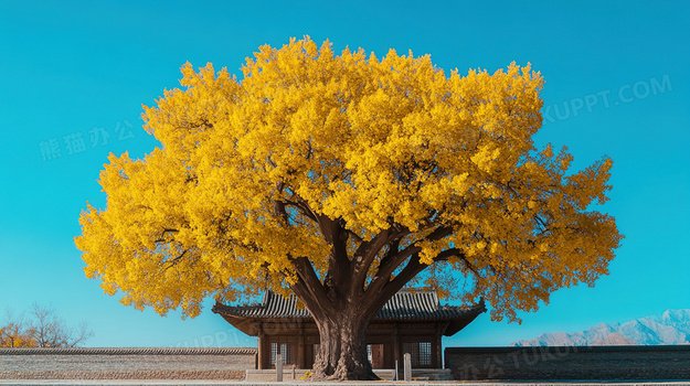 杨树多钱一棵