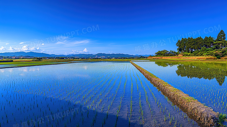 田园风光稻田风景图片