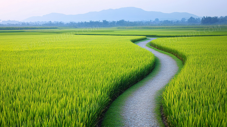 田园风光稻田风景图片