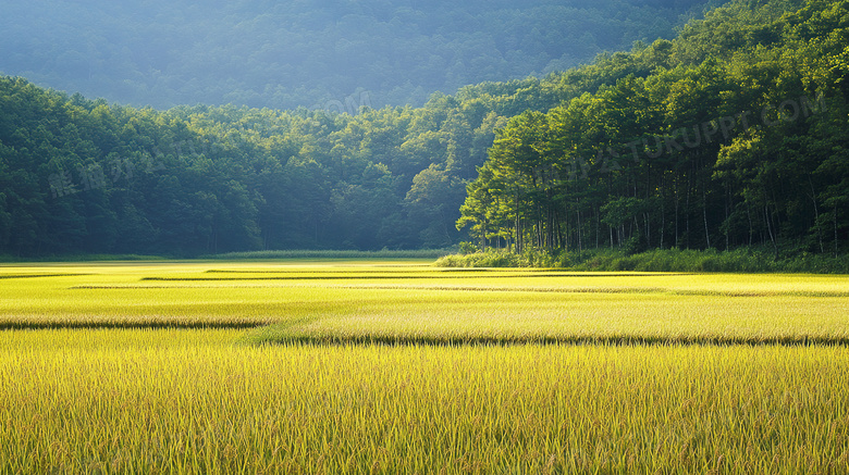 田园风光稻田风景图片