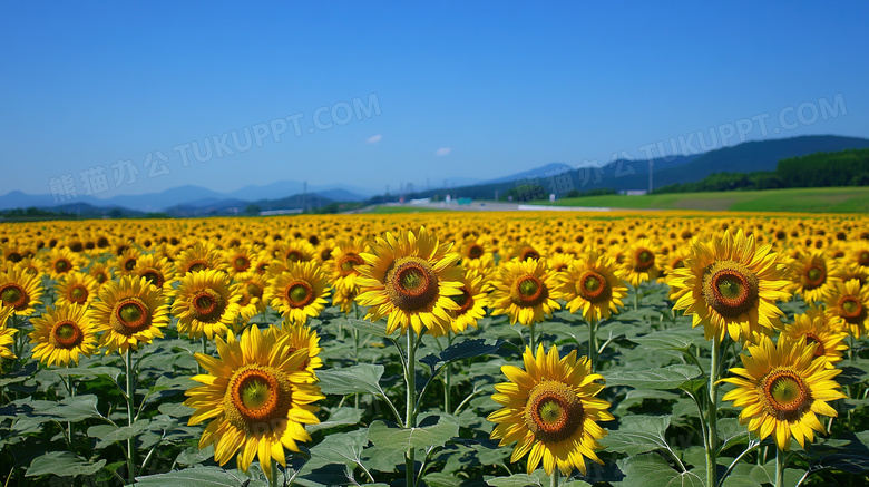 田园风光葵花田风景图片