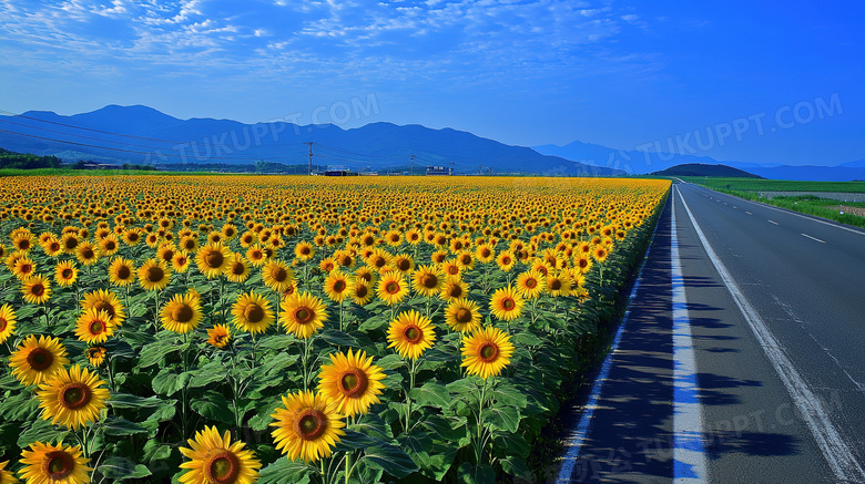 田园风光葵花田风景图片