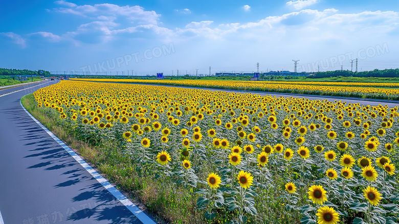 田园风光葵花田风景图片