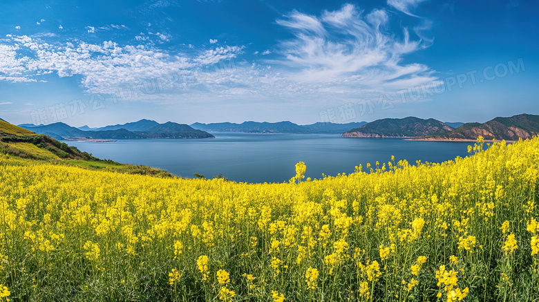 油菜花蓝天田野大自然图片