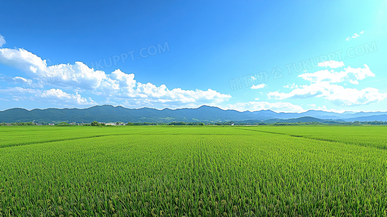 菜地蓝天田野大自然图片