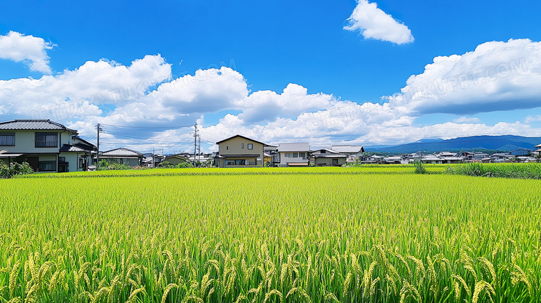 田野田园乡间田野田园风光图片