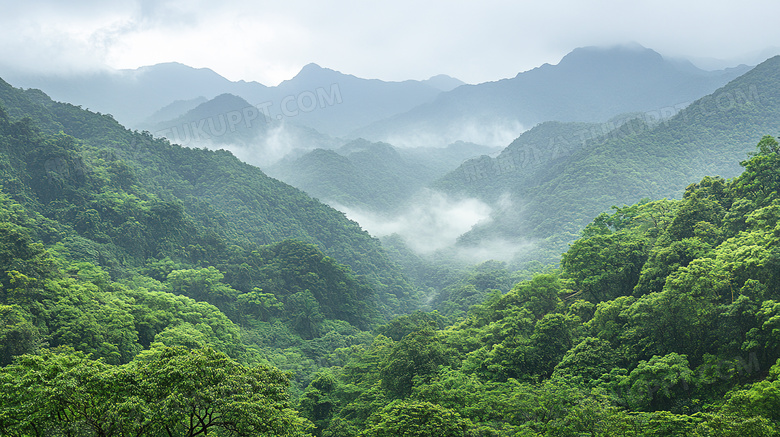 神秘自然景色景观原始森林图片