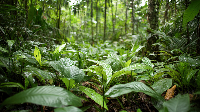 神秘自然景色景观原始森林图片