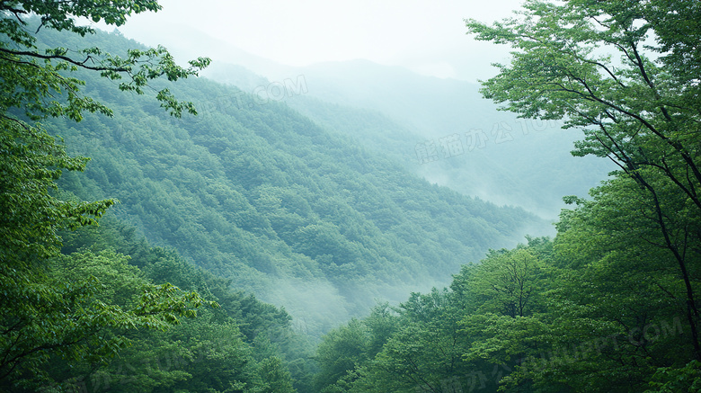 神秘自然景色景观原始森林图片