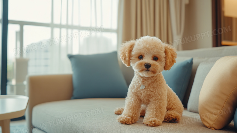 客厅里可爱的泰迪犬小狗图片