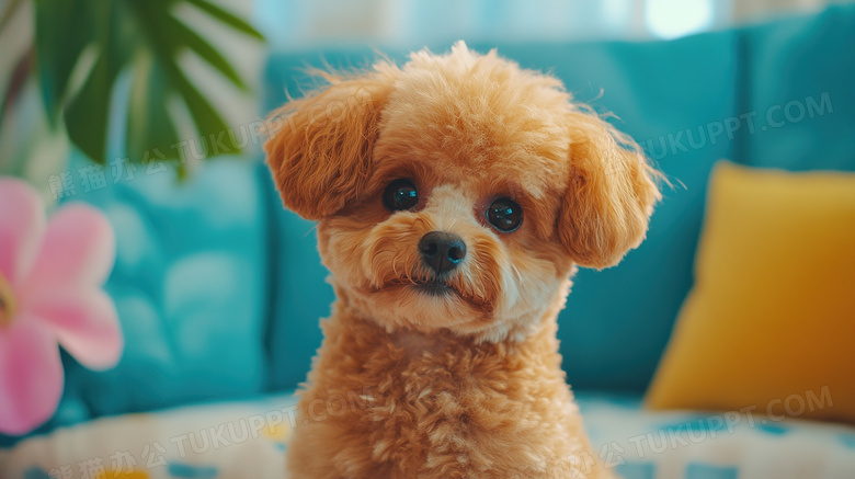 客厅里可爱的泰迪犬小狗图片