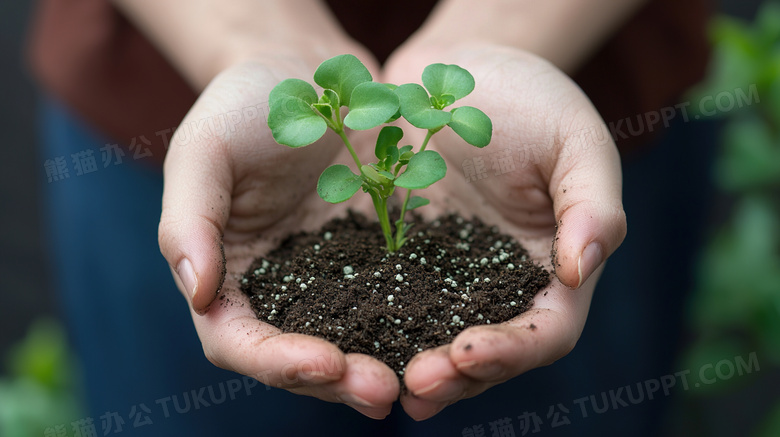 手捧绿色嫩芽植物图片