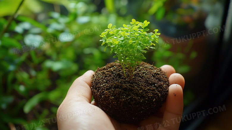 手捧绿色嫩芽植物图片