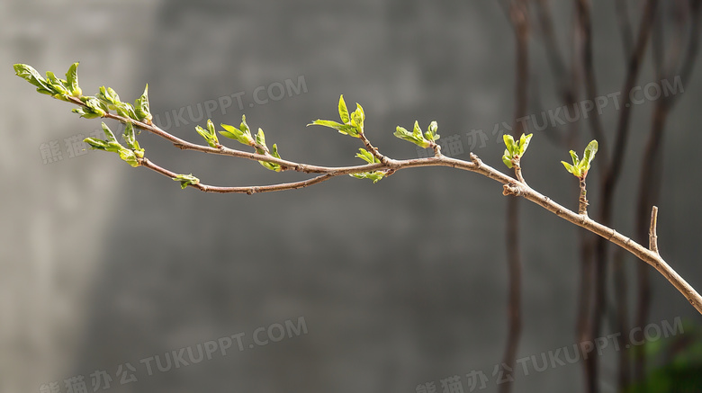 春季植物发芽图片