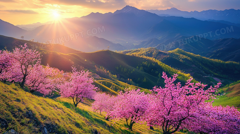 春季漫山遍野桃花盛开图片