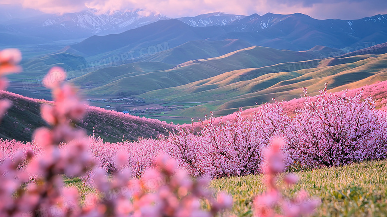 春季漫山遍野桃花盛开图片