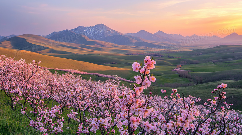 春季漫山遍野桃花盛开图片
