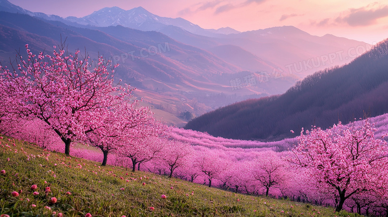 春季漫山遍野桃花盛开图片