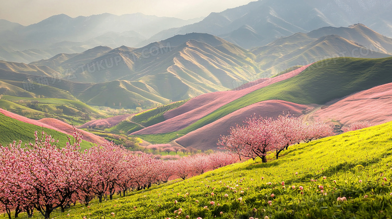 春季漫山遍野桃花盛开图片