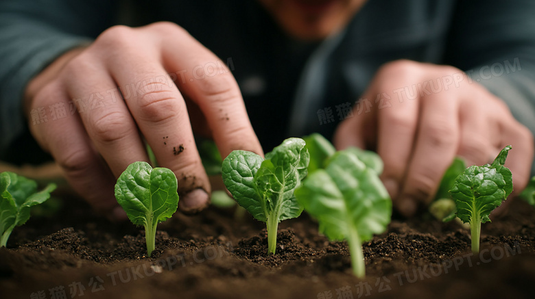 种植业播种栽种图片