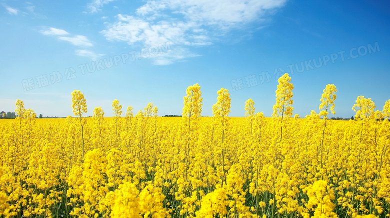 春天景色田野菜花图片