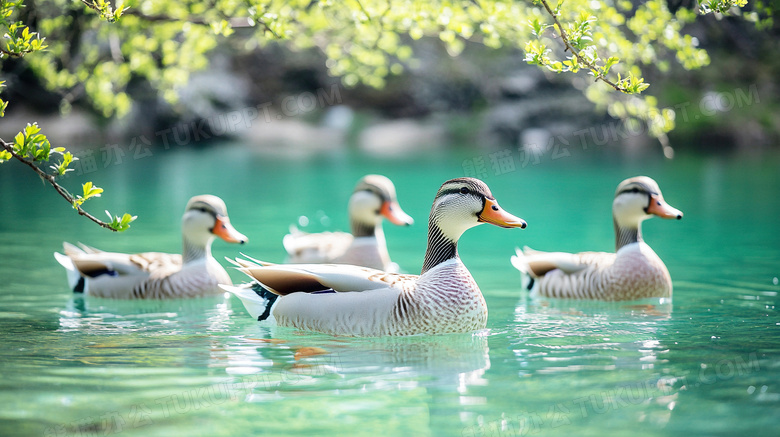 春天湖面上的几只鸭子正在游泳图片
