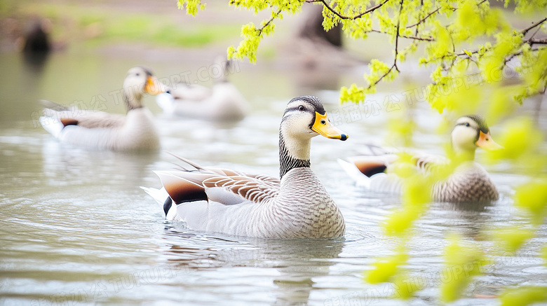 春天湖面上的几只鸭子正在游泳图片