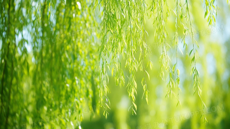 春天里绿色的垂柳柳树图片