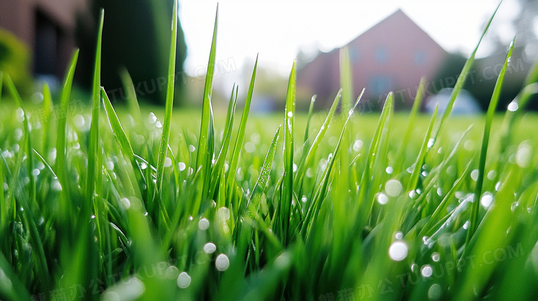 春天早晨草丛晨露图片