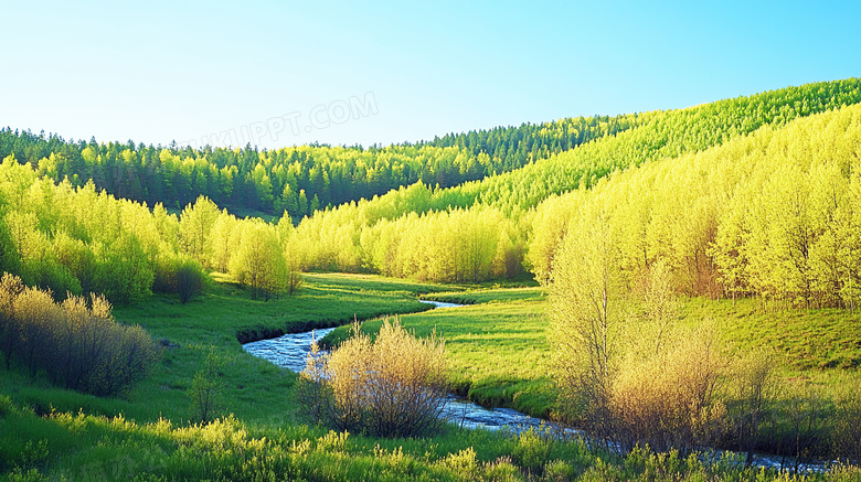 春天山谷间绿色的树林图片
