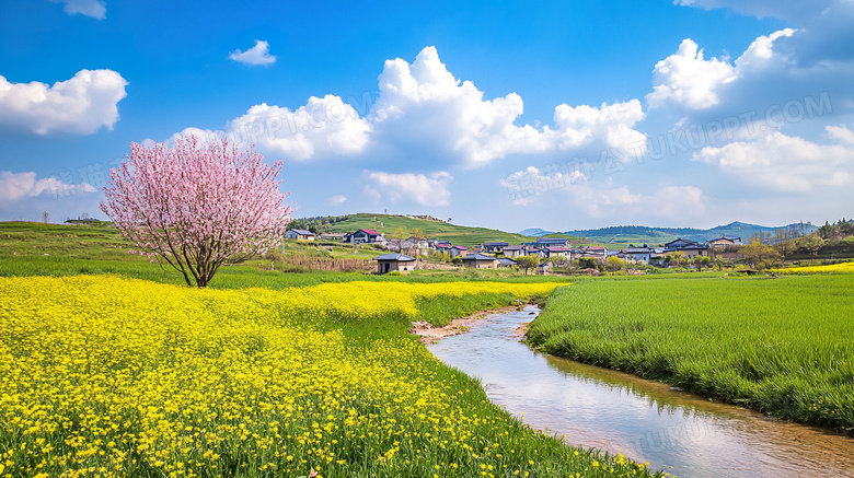 春天乡村草地绽放的野花图片