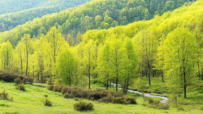 春天山谷间绿色的树林图片