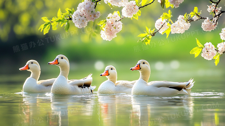 春天樱花下几只鸭子正在游泳图片