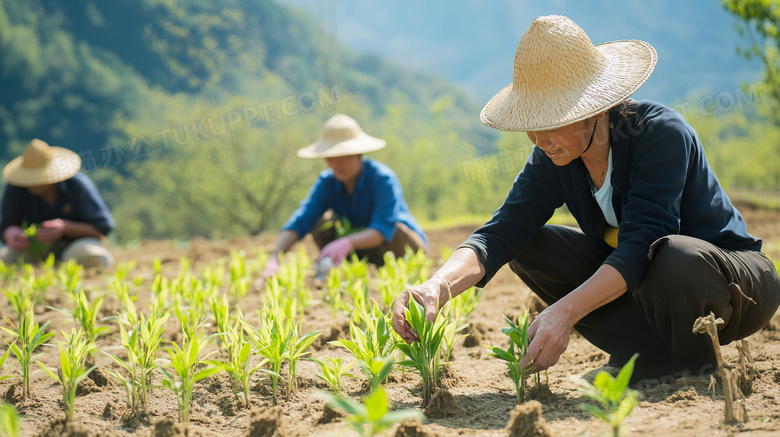 农夫们正在田里栽培种植庄稼图片