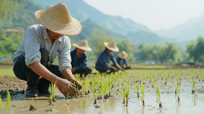 农夫们正在田里种植栽培庄稼图片