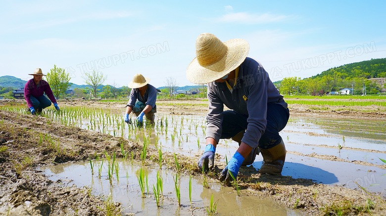 农夫们正在田里种植栽培庄稼图片