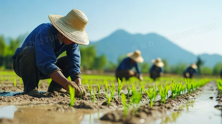 农夫们正在田里种植栽培庄稼图片