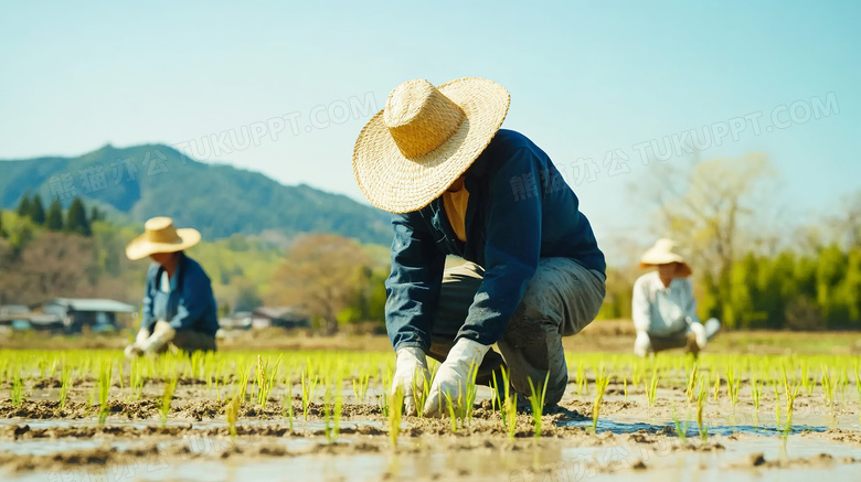 农夫们正在田里种植栽培庄稼图片