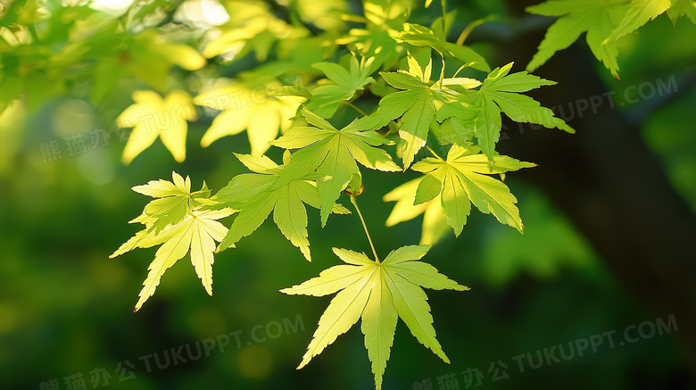 绿色春季植物叶片图片