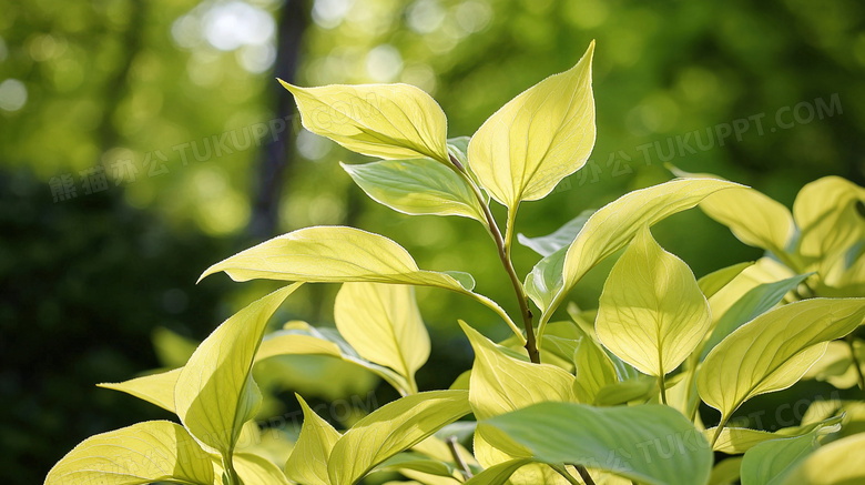 绿色春季植物叶片图片