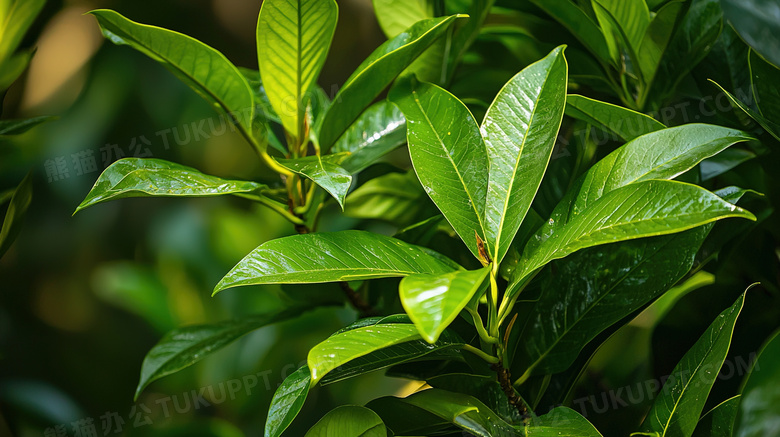 绿色春季植物叶片图片