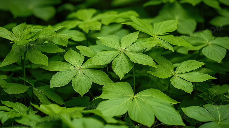 绿色春季植物叶片图片